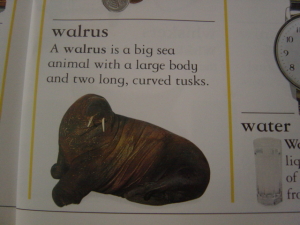 walrus.jpg